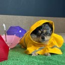 멍스타애견 이미지