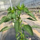 (주)방아다리 이미지