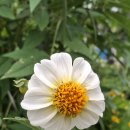 블랙티서산님 다알리아 이미지