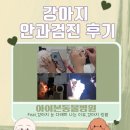 아이본 | [안과전문동물병원] &#39;아이본동물병원&#39;애견 안과검진 항목,가격,후기(강아지 눈다래끼,백내장,링웜)