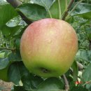 보람 농원 이미지