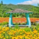 용수골꽃양귀비축제 이미지