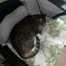 검단종합동물병원 이미지