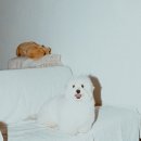 참좋은친구들 | 강동구 포레온 반려견 스튜디오에서 강아지 생일 컨셉 촬영 후기 [모먼트펫 스튜디오]