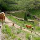 황지연못 가는길 이 이미지