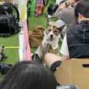 댕스피크닉 이미지