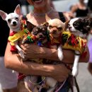 행복애견 이미지