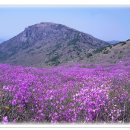 진달래약국 이미지