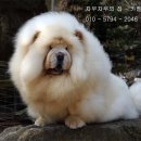 차우차우