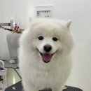 포실하개 이미지