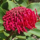 궁금 해요.. 와라타 (Waratah) 꽃 씨앗, 나눔 해 이미지