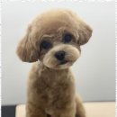 뽀그리미용실 이미지