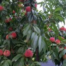 나연농장 이미지