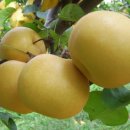 부여원예영농조합 이미지