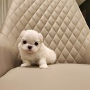 멍품 강아지분양 본점 이미지