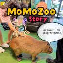 댄싱피그 | 제주 동물원 추천 카피바라 먹이주기 가능한 제주 모모쥬 신화월드점