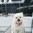 우프루프 이미지