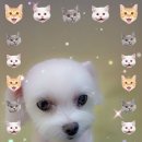 강릉애견하우스 네이버블로그