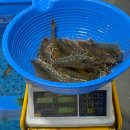 북문 상11호(비32) | 안양농수산물시장 꽃게 새우 시세 2층 초장집 비추 식당