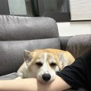 달이네집 이미지