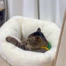 몽글그루밍 이미지