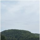 88CC 라운딩 후기 - 공작새가 사는 숲속 골프장의 매력