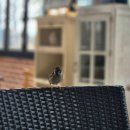 장자호수길 | 구리 브런치 카페 레이지 데이즈, 장자호수공원 벚꽃 보고 들르기 좋은 공간 내돈내산