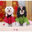 두리애견 이미지