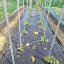 5/11, 애플수박밭에 진딧물 발생, 약치고 목발 해주기 이미지