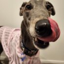 에덴꼬마김밥 | [D+336-342] 49주차 뉴질랜드의 마지막 기록 | 출국, 내 생일, 스칼프투리움(sculptureum), 콘월파크...