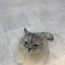 바하 고양이 병원 이미지