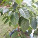 커피나무 이미지