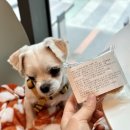 프레젠독(present dog) | 동탄 영천동 애견 수제간식 애견동반도 가능한 매장 프레젠독