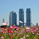 하양연가 이미지