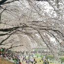 온천천일대7 이미지