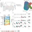 Re: 오십견 염증성 섬유화.. 오믹스분석(single cell 분석) !! 2024 네이처!! 이미지