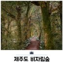비자림가든 | 제주도 비자림숲 입장료 소요시간 구좌읍 가볼만한곳