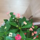 황금이삭 이미지