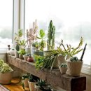 나의 작은 정원-홈 가드닝 이미지