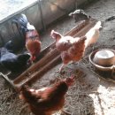 금산홍삼사료 이미지