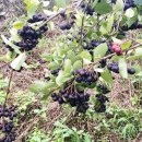 일신농장 이미지