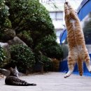 행복한 고양이 이미지