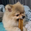 멍멍펀치 이미지