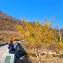 예곡마을회관 | [창원 예곡마을] 부산 근교 경남 산수유 볼 수 있는 곳