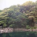 천제연 담팔수나무 이미지