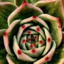 꿈의궁전 이미지