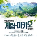 계림 Daum카페