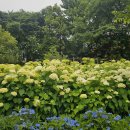 초안산 하늘꽃정원 이미지