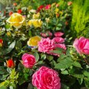 북유성대로(유성-28) 이미지