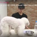 강아지를 부탁해 이미지